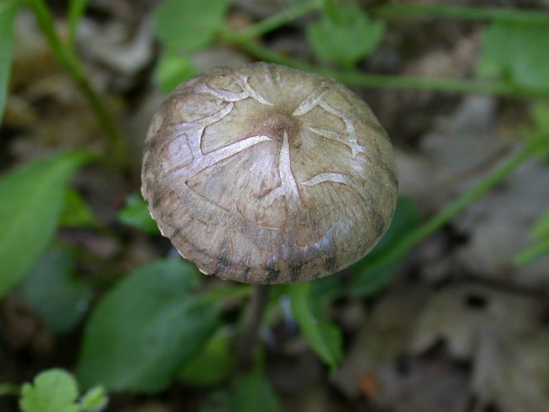 Non saprei...(Panaeolus sp.)